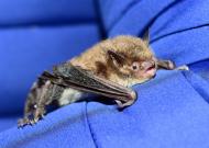 Weibliche Wasserfledermaus, Myotis daubentonii 