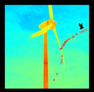 Stereo-thermische 3D-Rekonstruktionen der Flugbahn einer Fledermaus im Rotorbereich 