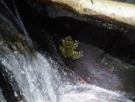 Odontobatrachus at a waterfall