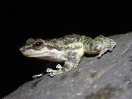 A male Saber-toothed Frog (Odontobatrachus fouta), from the Fouta Djallon Highlands in Guinea, West Africa. A male Saber-toothed Frog (Odontobatrachus fouta), from the Fouta Djallon Highlands in Guinea, West Africa.