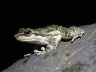 Ein Säbelzahnfroschmännchen (Odontobatrachus fouta), aus dem Fouta-Djallon-Hochland in Guinea, Westafrika. 