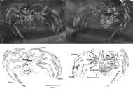 Foto und Zeichnung das Originalfossil