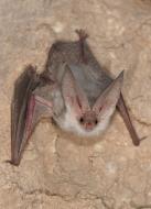 Nahaufnahme der Turkestan-Langohr Fledermaus. 