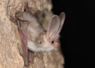 Nahaufnahme der Turkestan-Langohr Fledermaus. 