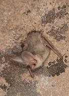 Nahaufnahme der Turkestan-Langohr Fledermaus. 