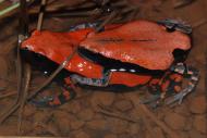 Roter Wendehalsfrosch (Phrynomantis microps), fotografiert im Benin