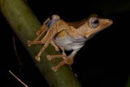 Polypedates otilophus, fotografiert auf der Insel Borneo