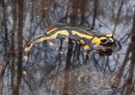 Fire salamander swimming on a reflecting water surface 