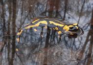 Feuersalamander schwimmend auf einer reflektierenden Wasseroberfläche 