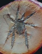 Image of Douglassarachne acanthopoda 