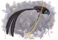 Illustration einer Stephanie-Paradieselster auf grauem Hintergrund 