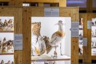 Zukunftsplan & ZUGvögel