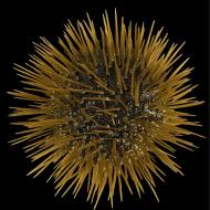 Digitales Modell des Mittelmeer-Steinseeigels Paracentrotus lividus