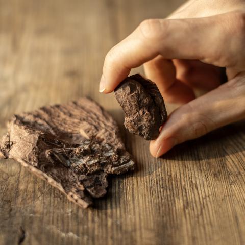 Two small reddish-brown stones – fossilised (un)digested remains of vertebrates