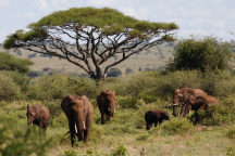 Elefanten (Megaherbivore) im Tarangire-Nationalpark