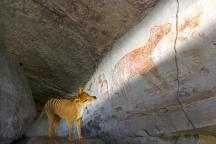 Tiger on the rocks (c) Bower Bird Films