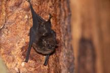 Rufendes subadultes Saccopteryx bilineata Männchen im Tagesquartier. 