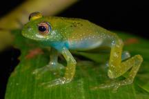 The species "Boophis luciae" (green), photographed in Madagascar