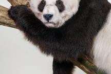 Yan Yan Panda