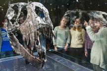 Jugendliche schauen sich einen Dinosaurierschädel an. | Bildquelle: Museum für Naturkunde Berlin 