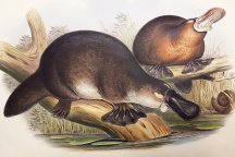6-8 Gould 1863 Mammals of Australia 1 Platypus (c) Ohler