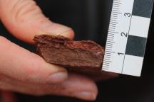 Close-up of a rock sample from Bromacker; held next to a ruler as a scale. 