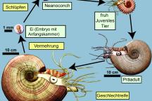 Ammoniten Zyklus