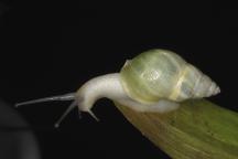Eine Schnecke (Amphidromus roseolabiatus) sitzt auf einem grünen Blatt vor schwarzem Hintergrund.