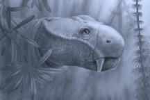 Anomodont Dicynodon 