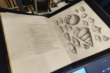 Historische Buchpublikation mit Abbildungen von Schneckengehäusen in schwarz-weiß