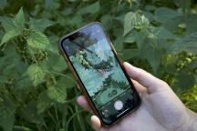 Insekt auf Pflanze wird für die iNaturlist App fotografiert 
