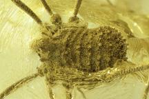 Weberknecht Balticolasma wunderlichi (Weibchen) in ukrainischem Rovno Bernstein @ Jonas Damzen