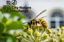 Wespe in der Berliner Stadtnatur