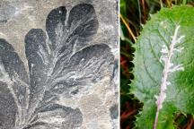 Links: die ältesten bekannten Blattminen (Asteronomus maeandriformis) der Erdgeschichte aus dem Perm von Thüringen (links). Blattminen der Minierfliege Liriomyza an einer Gänsedistel (rechts)