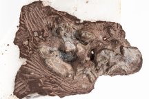Das Fossil Bromerpeton subcolossus