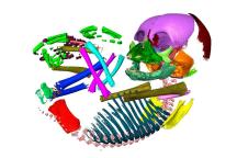 Farbiger CT Scan mit abgebildeten Knochen eines embryonalen Schimpansen