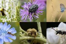 Collage von bestäubenden Insekten