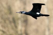 Fliegender Kormoran 
