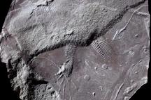 Spurenfossil von Cabarzichnus pulchrus.