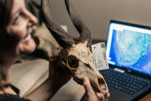 Die Forschende Mareike Petersen vor einem Tierschädel und Laptop sitzend.