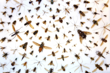 Arrangement of flies and mosquitoes on a white background