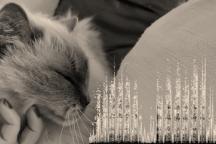 Eine Katze schnurrt, während sie von ihrer Besitzerin gestreichelt wird. Das überlagerte Spektrogramm zeigt die niederfrequente, rhythmische Struktur des Schnurrens.