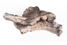 Fossiler Knochen von Manistropheus kulicki
