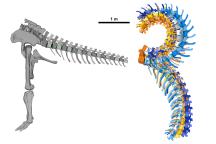 3D Computermodell des Schwanzes von Giraffatitan