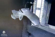 Eine Wanderratte fängt eine Fldermaus in der Luft