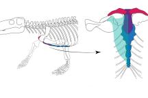 Rekonstruktion Brustbein Gorgonops