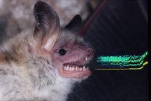 Greater Mouse-Eared Bats display lek mating system