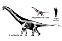 Das Ende der Kreidezeit vor 66 Millionen Jahren markierte den dramatischen Untergang der Dinosaurier. Doch unser Verständnis dieses Massenaussterbens wurde bisher stark von Fossilien aus Nordamerika geprägt.