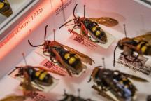 Wespen in einem Insektenkasten, zu sehen sind auch die QR-Codes zu den verlinkten Datensätzen