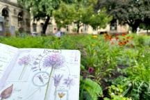 Zeichnen im Pollinator Pathmaker Garten